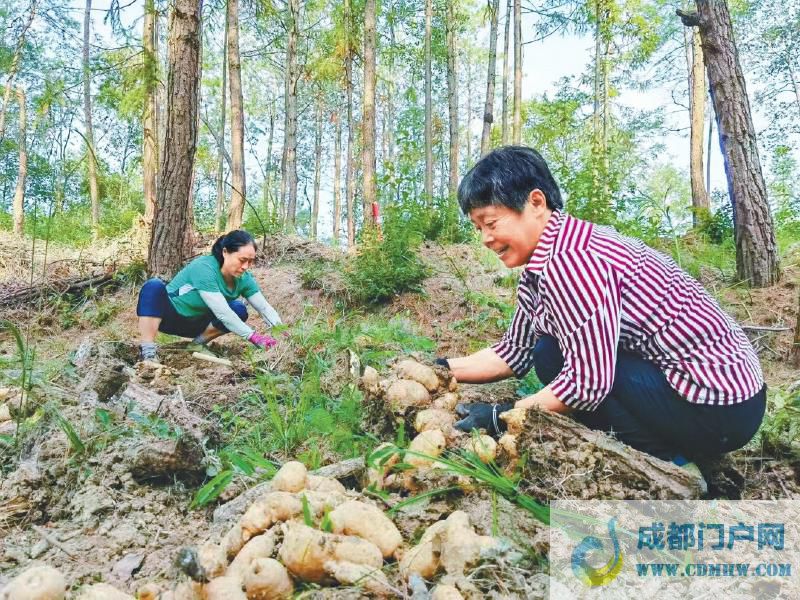 以项目为抓手挂图作战 四川中医药开启攻坚“加速度”「相关图片」